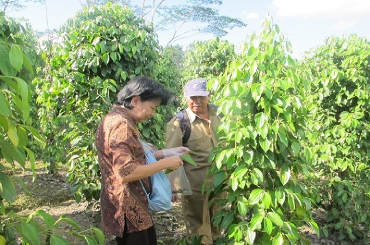 Disbun Kembangkan Pala dan Serai Wangi