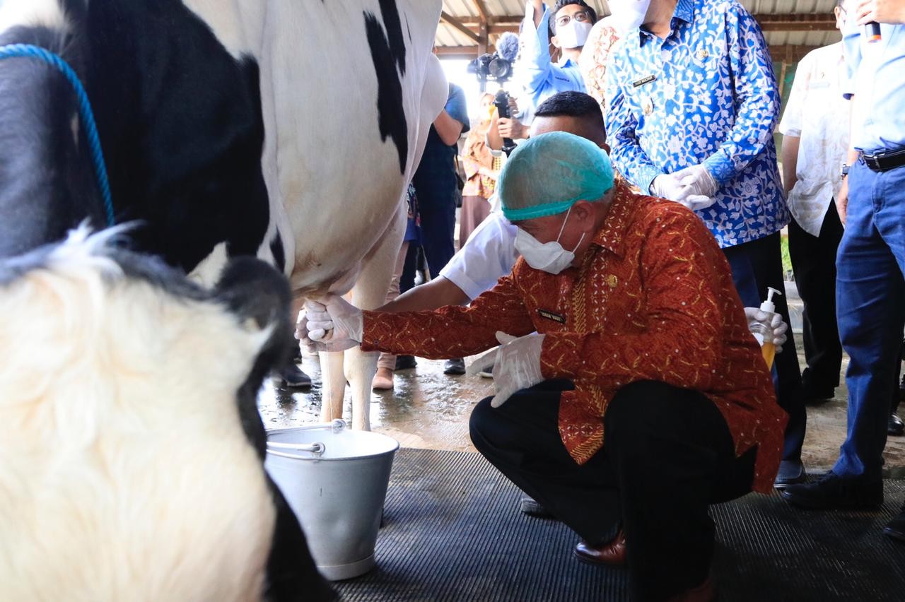 Usai Perah Susu Sapi, Isran dan Hadi Cicipi Susu Produk Pesat