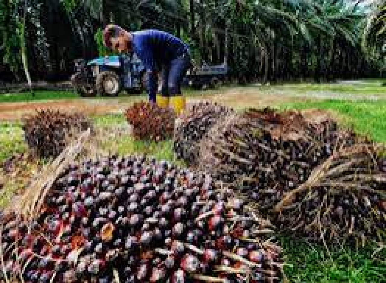 Perusahaan wajib ikuti harga TBS sesusai  SK Gubernur