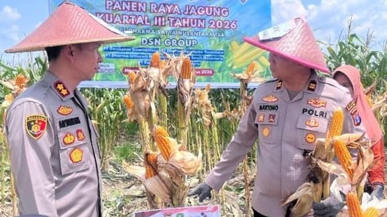 polres kutim berhasil panen raya jagung di areal pt dsn.    