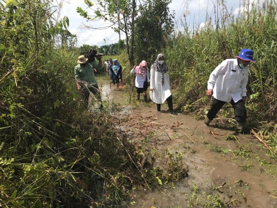 Kadis Pertanian Kaltim Panen Pisang Gerecek di Ranpul
