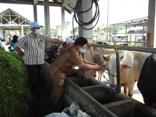 Hewan Qurban Diperiksa Fisiknya