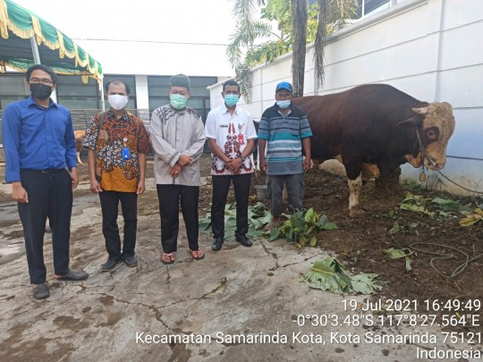 Sapi Sumbangan Presiden Beratnya 900 Kg